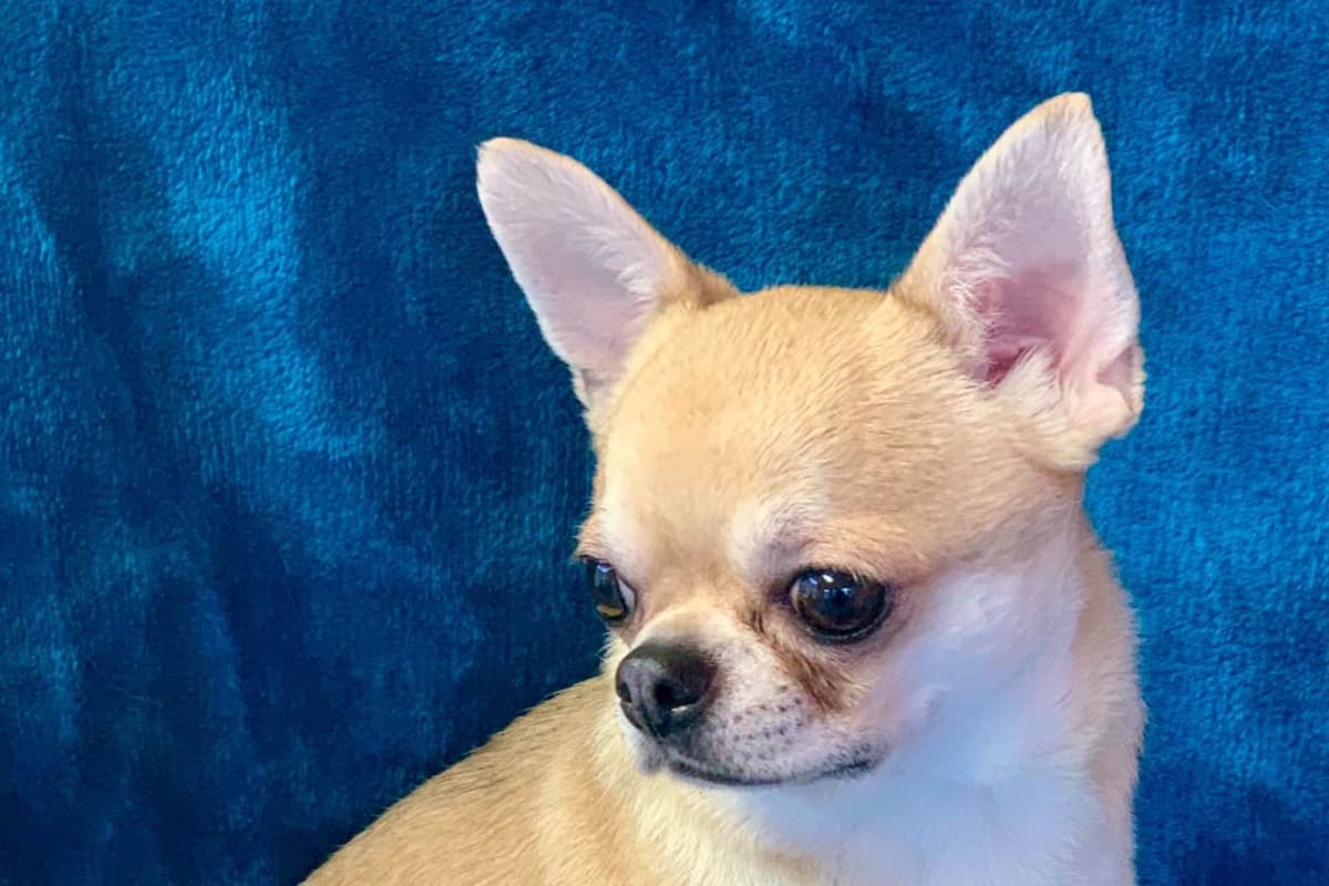 Chihuahua Puppies breeder image 27