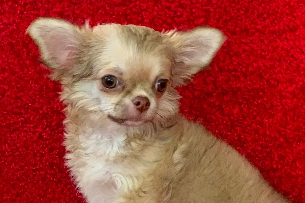 Chihuahua Puppies breeder image 28