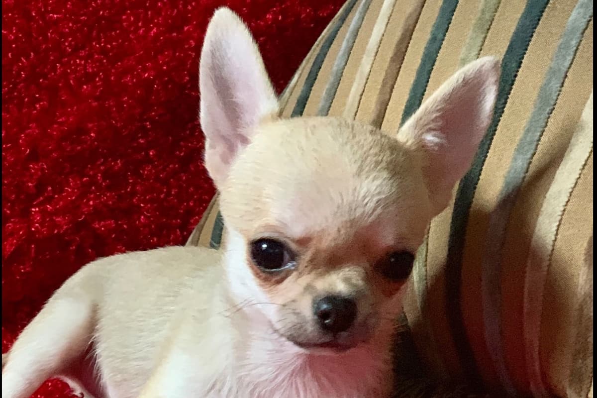 Chihuahua Puppies breeder image 29