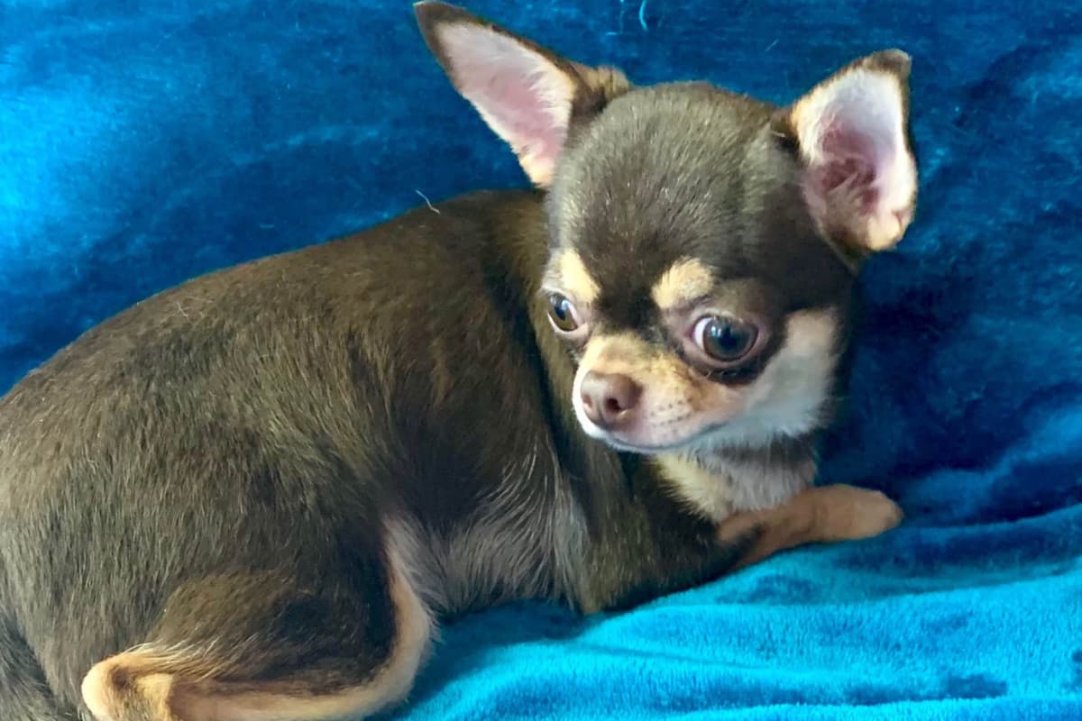 Chihuahua Puppies breeder image 32