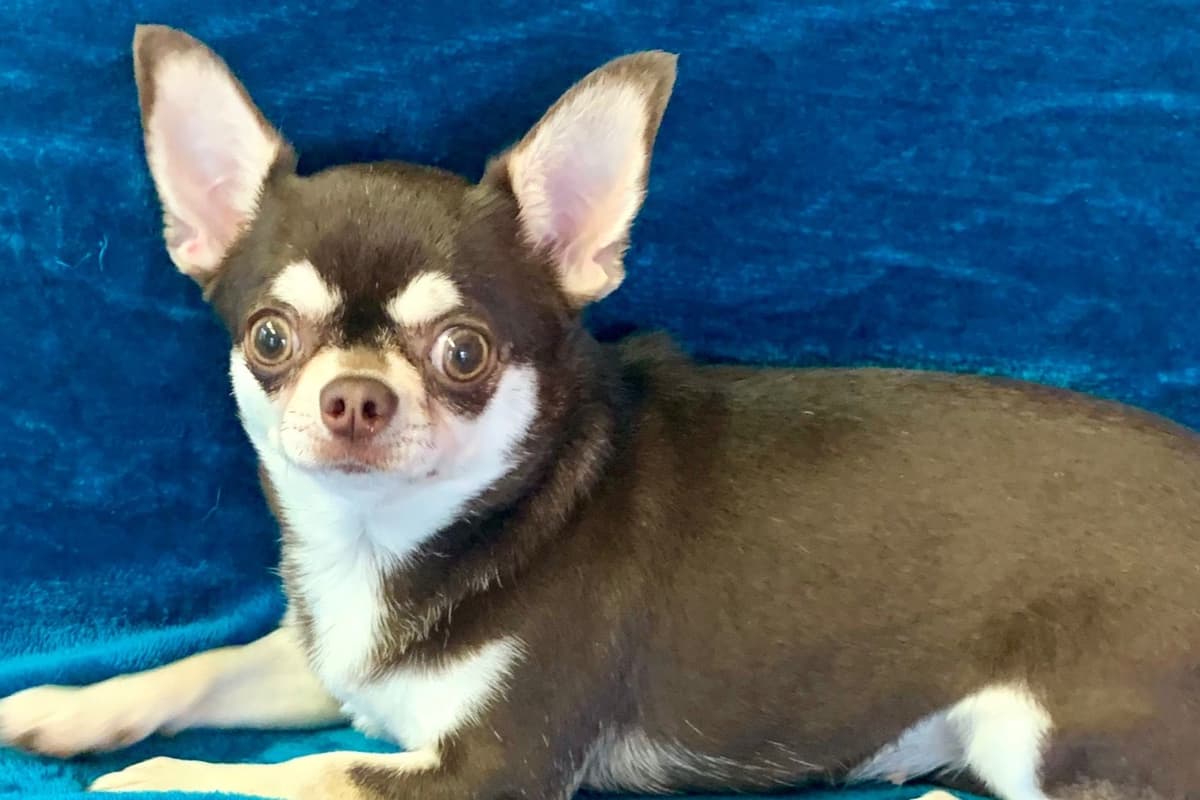 Chihuahua Puppies breeder image 33