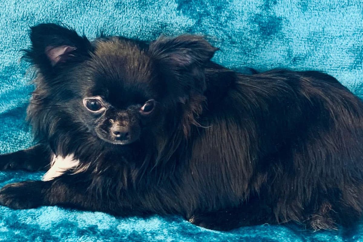 Chihuahua Puppies breeder image 34