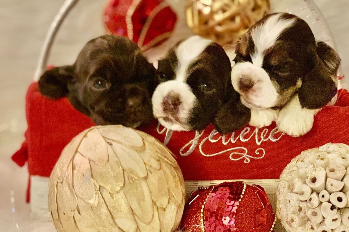 Chihuahua Puppies breeder image 35