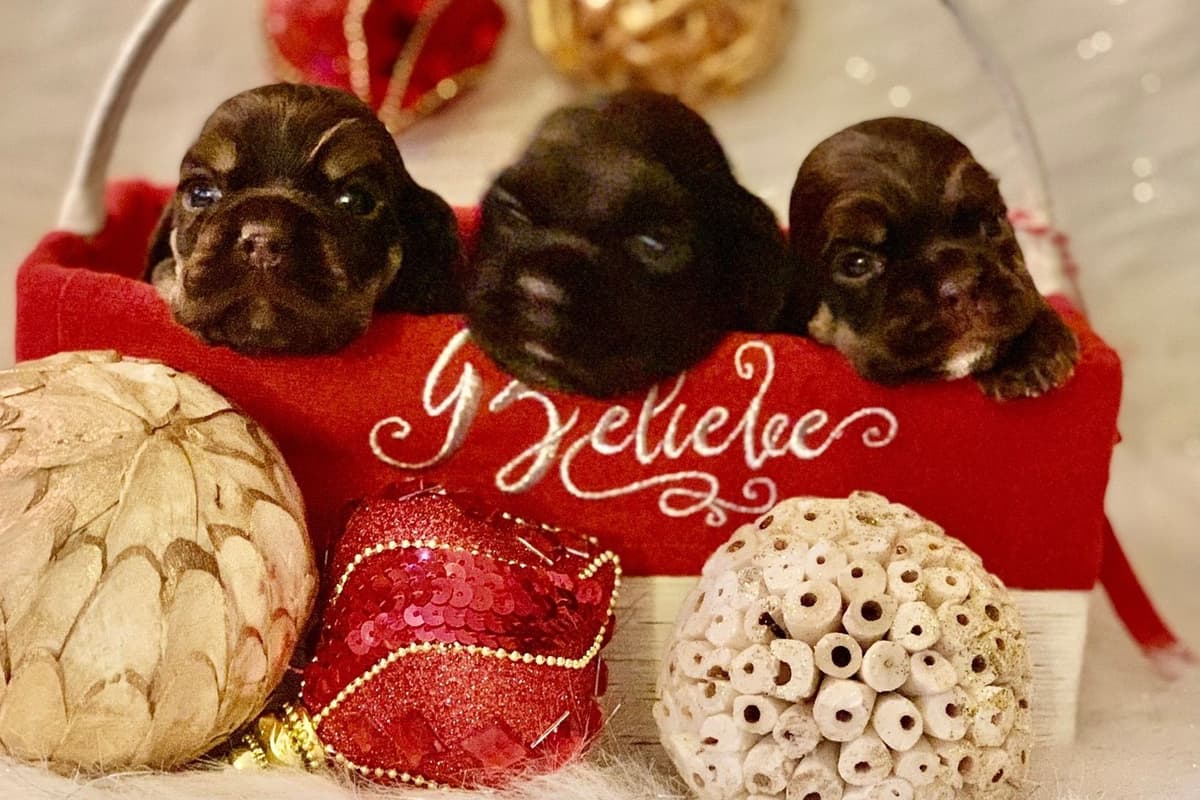 Chihuahua Puppies breeder image 36