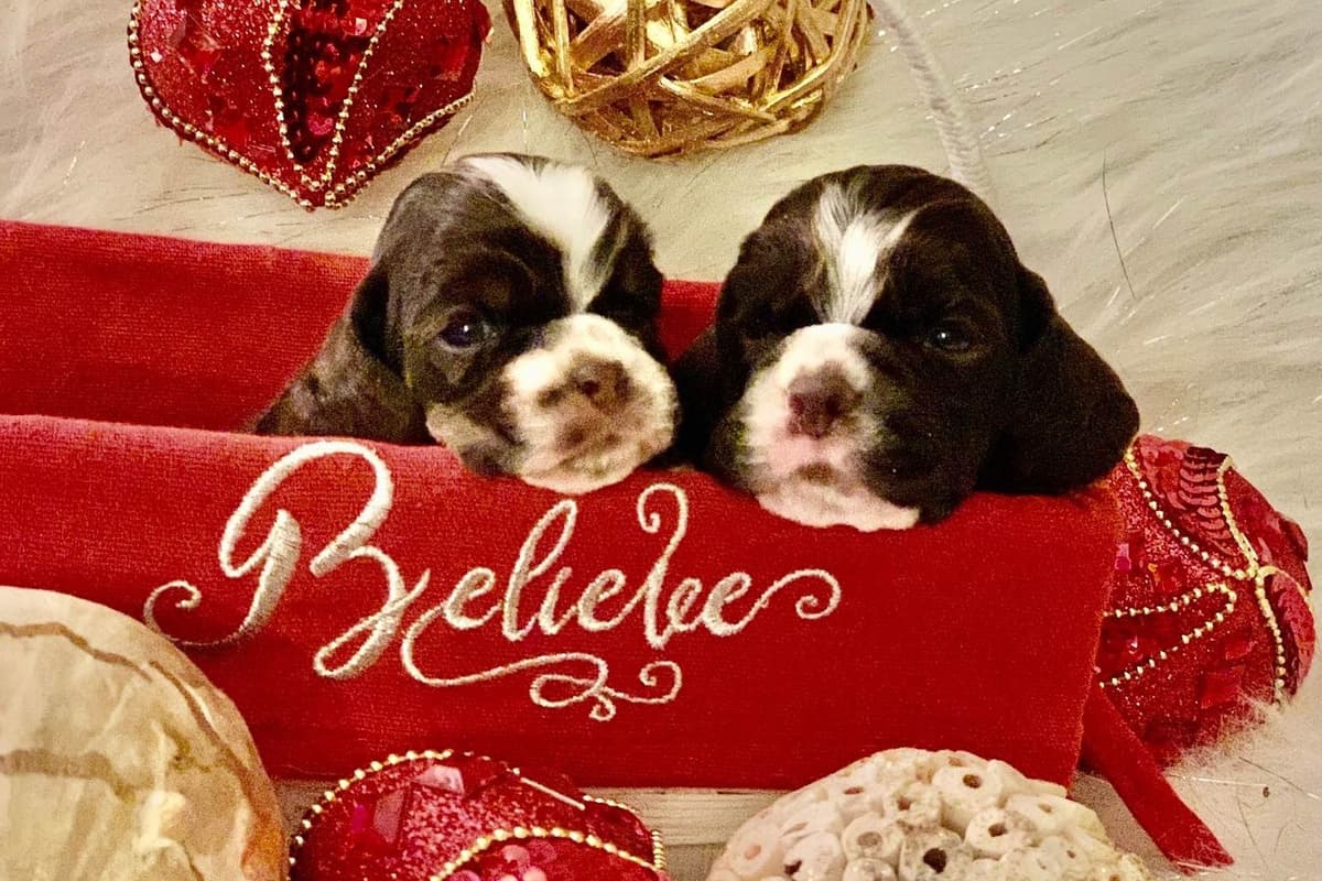 Chihuahua Puppies breeder image 37