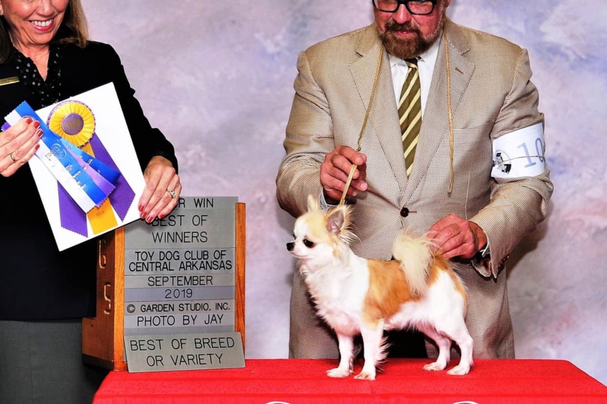 Chihuahua Puppies breeder image 40