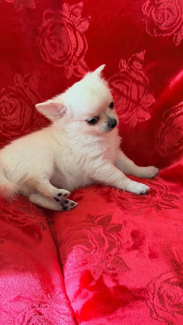 Chihuahua Puppies media 2