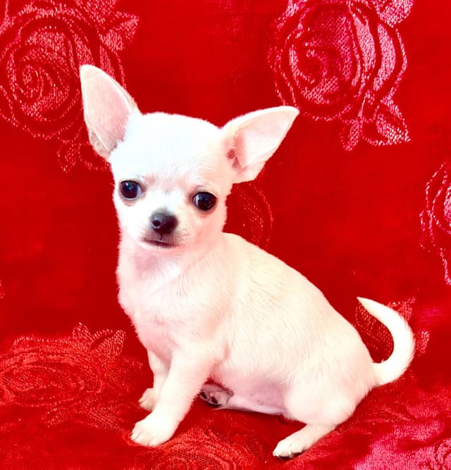 Chihuahua Puppies media 3
