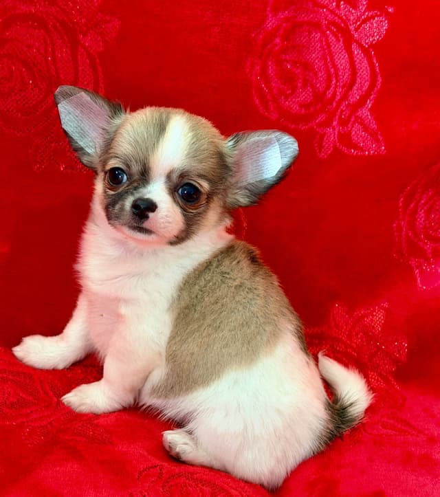 Chihuahua Puppies media 4