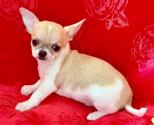 Chihuahua Puppies media 5