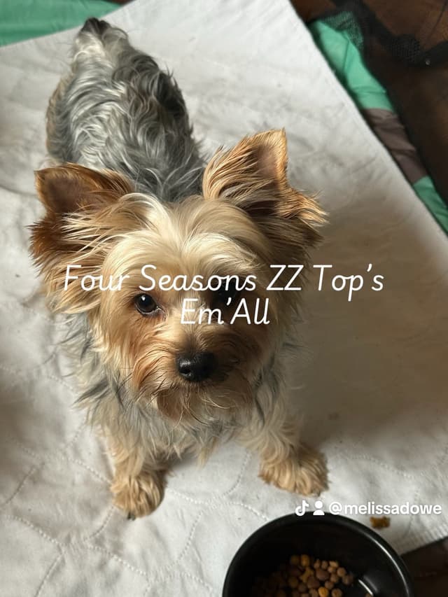 Yorkshire Terrier Puppies media 2