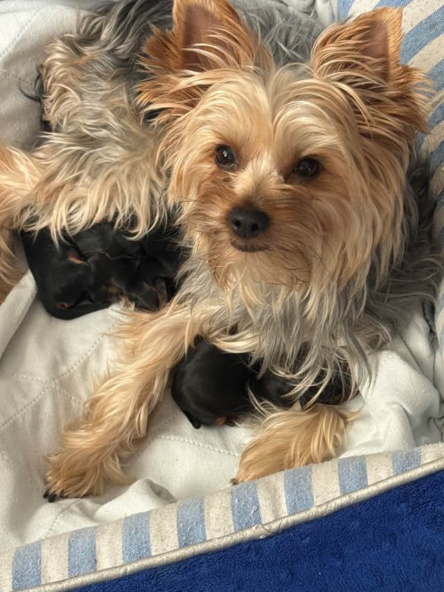 Yorkshire Terrier Puppies media 3