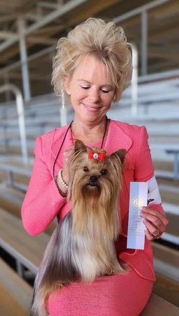 Yorkshire Terrier Puppies media 4