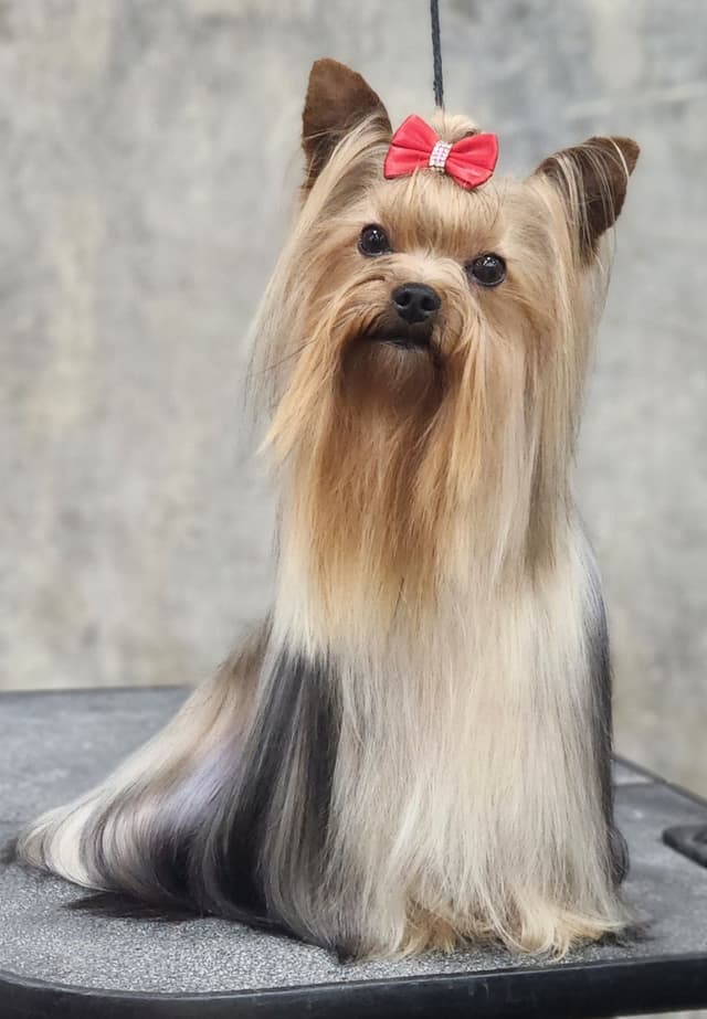 Yorkshire Terrier Puppies media 5