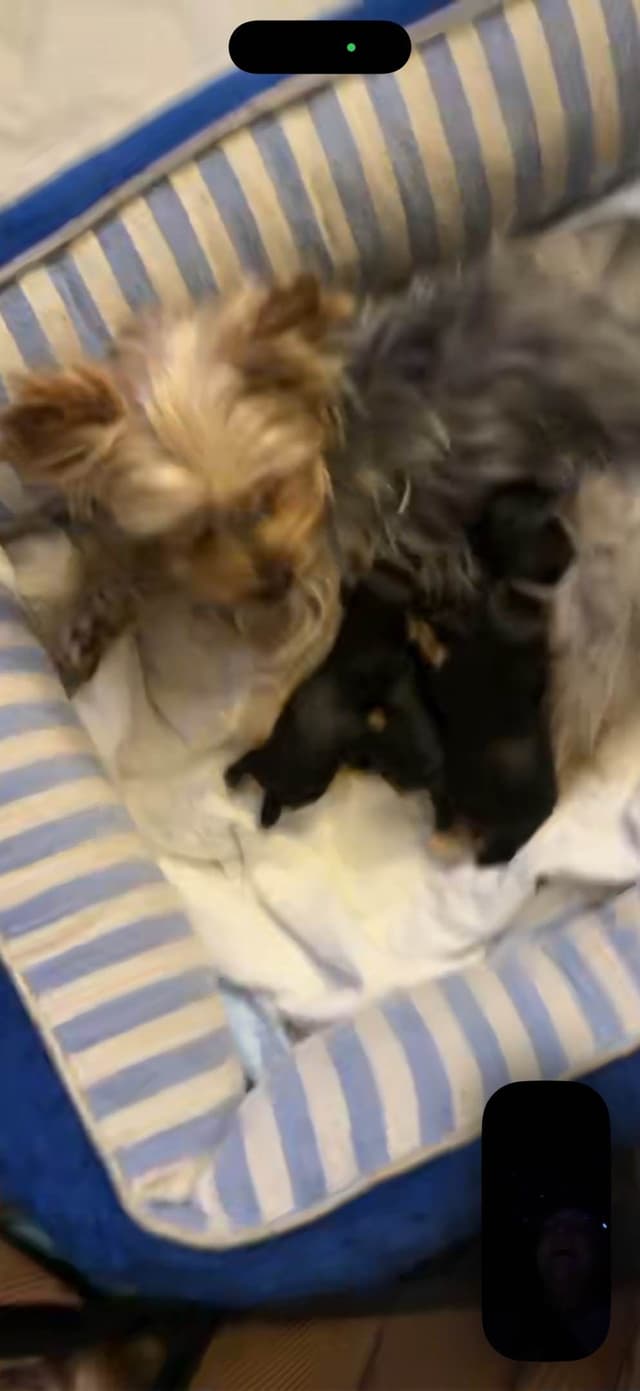 Yorkshire Terrier Puppies media 7