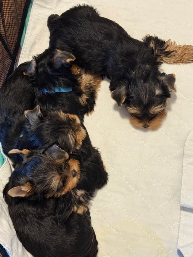 Yorkshire Terrier Puppies media 9
