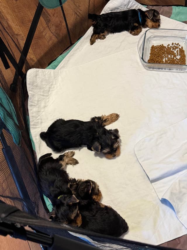 Yorkshire Terrier Puppies media 8
