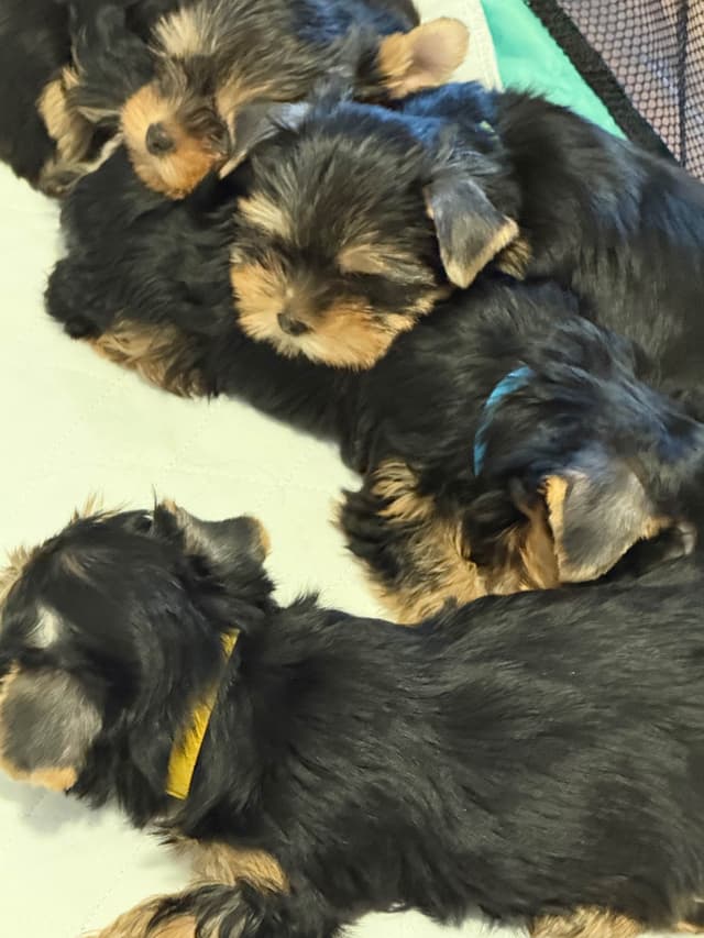Yorkshire Terrier Puppies media 11