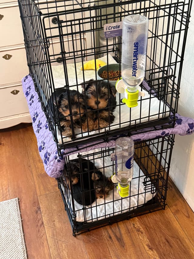 Yorkshire Terrier Puppies media 12