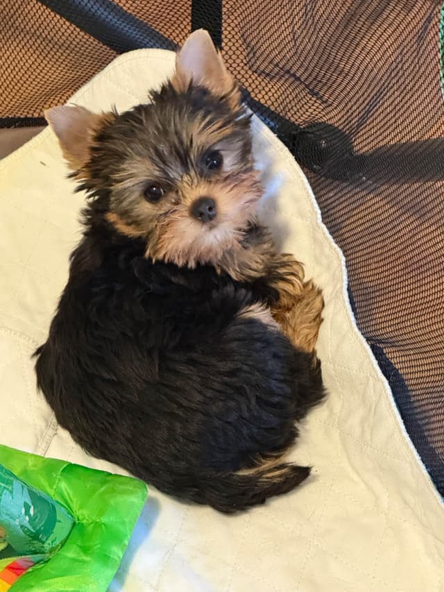 Yorkshire Terrier Puppies media 15