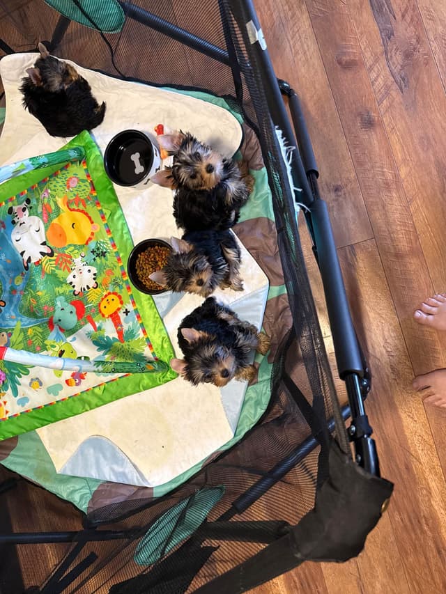 Yorkshire Terrier Puppies media 10
