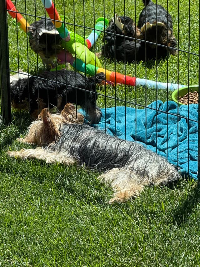 Yorkshire Terrier Puppies media 16