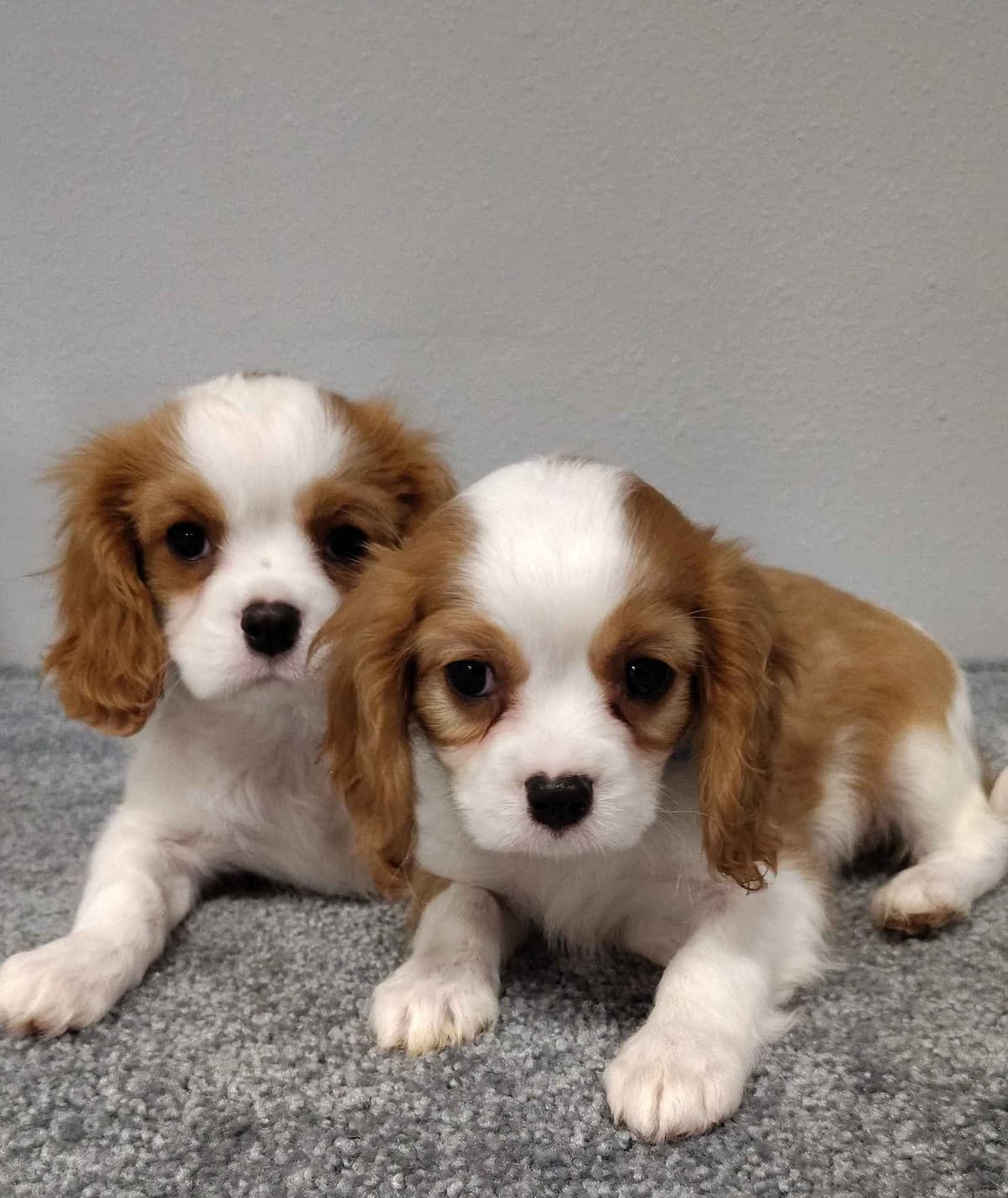 Cavalier King Charles Spaniel Puppies breeder image 1