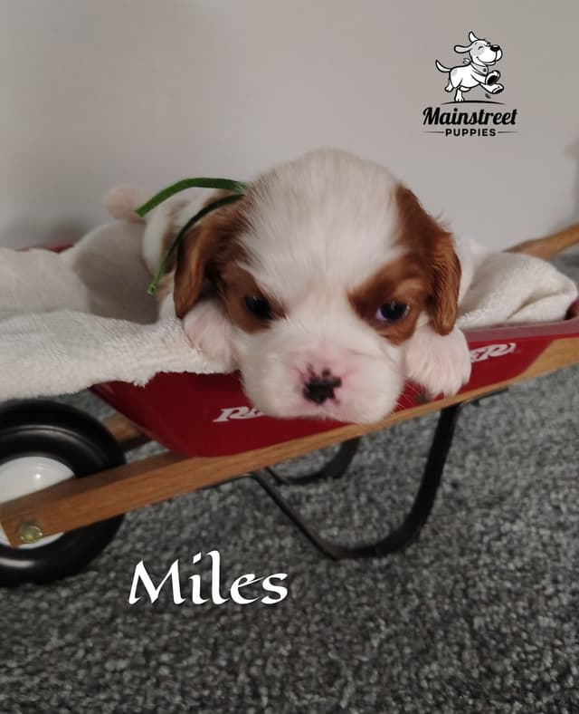 Cavalier King Charles Spaniel Puppies media 3