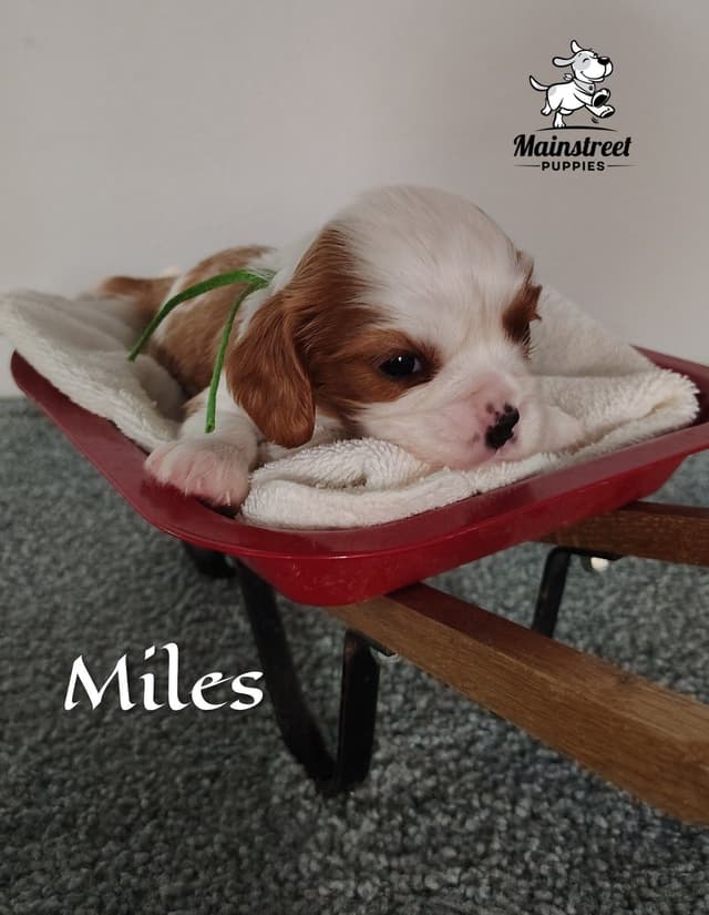 Cavalier King Charles Spaniel Puppies media 2