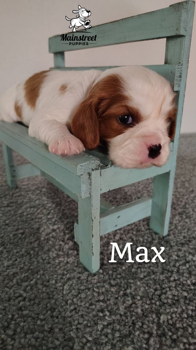 Cavalier King Charles Spaniel Puppies media 5