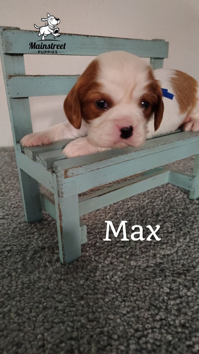 Cavalier King Charles Spaniel Puppies media 6