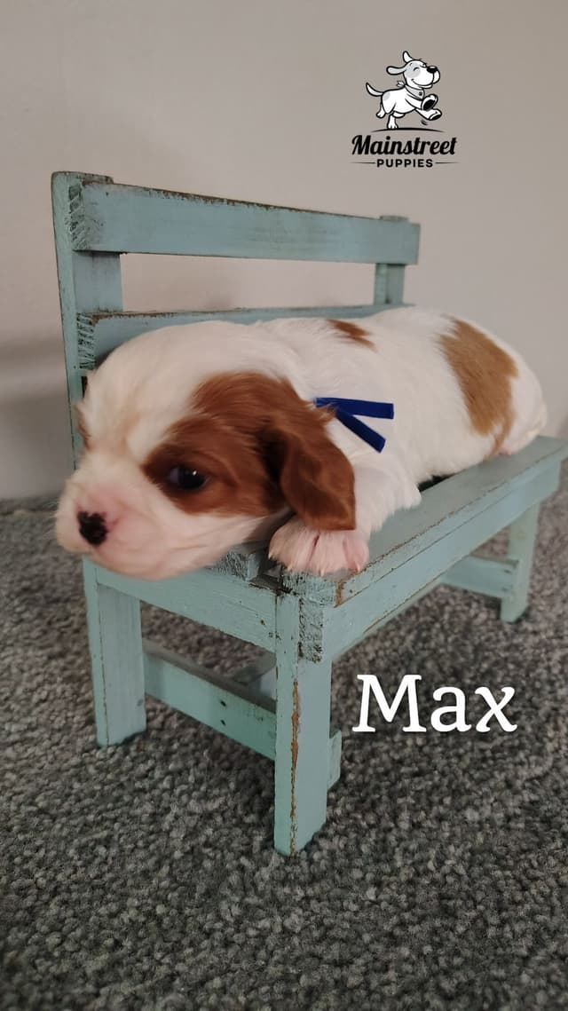 Cavalier King Charles Spaniel Puppies media 7