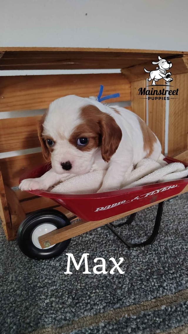 Cavalier King Charles Spaniel Puppies media 8