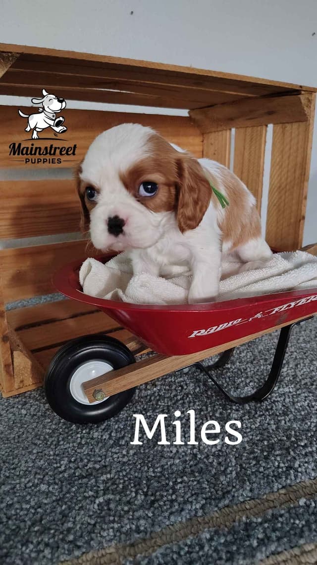Cavalier King Charles Spaniel Puppies media 10