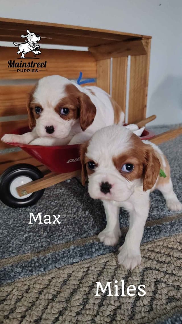 Cavalier King Charles Spaniel Puppies media 9