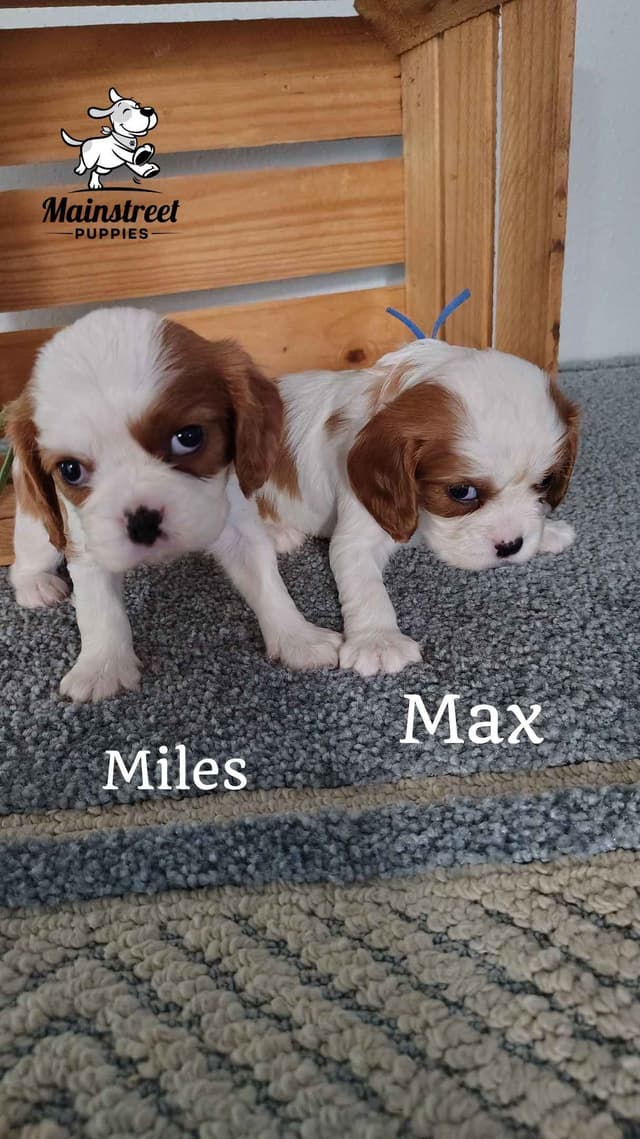 Cavalier King Charles Spaniel Puppies media 11