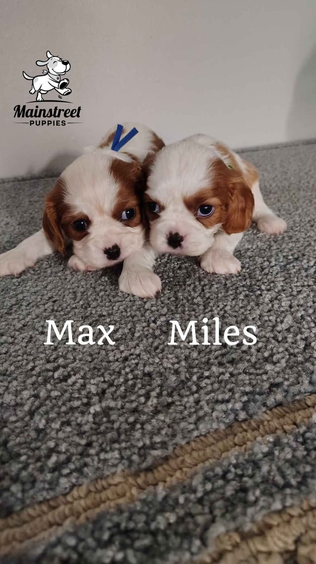 Cavalier King Charles Spaniel Puppies media 12
