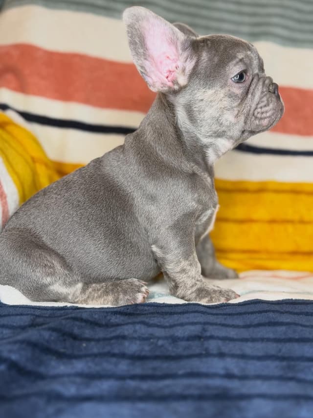 French Bulldog Puppies media 4