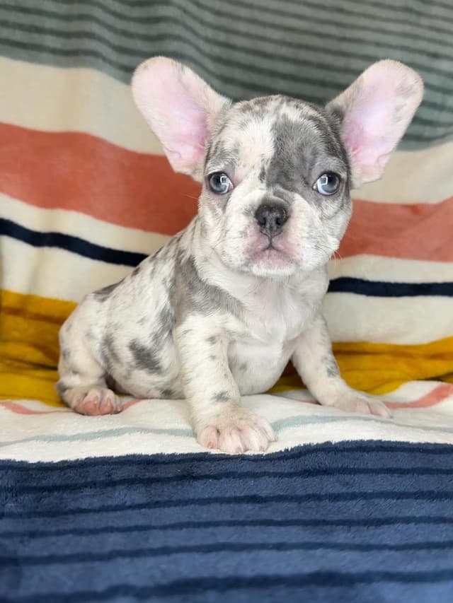 French Bulldog Puppies media 5