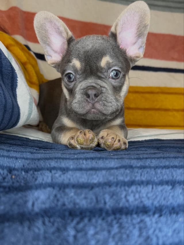 French Bulldog Puppies media 6