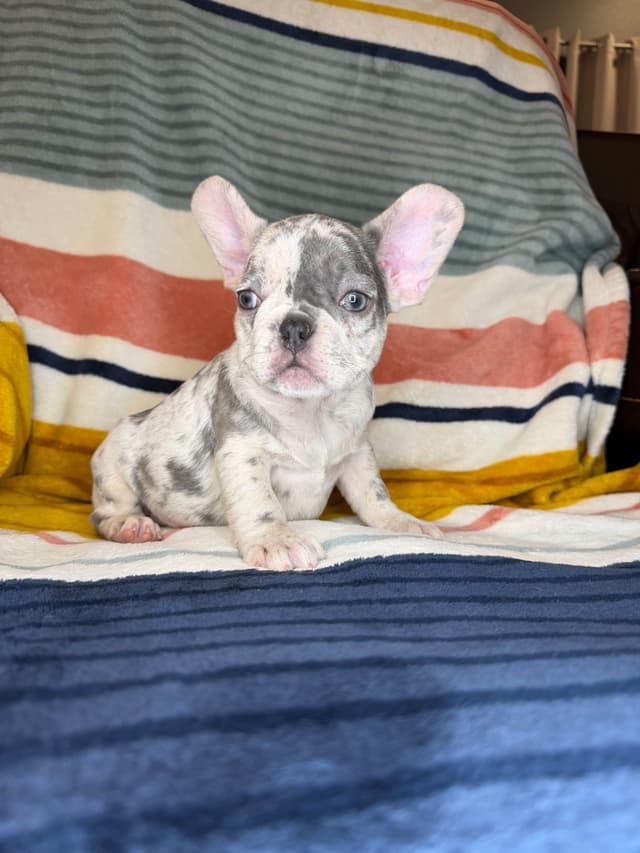 French Bulldog Puppies media 8