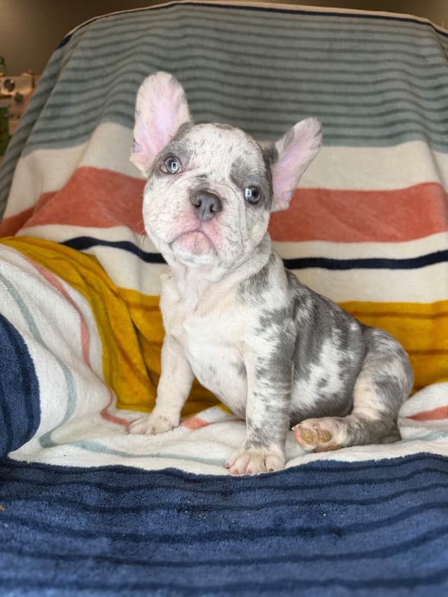 French Bulldog Puppies media 9