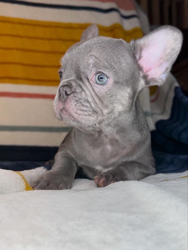 French Bulldog Puppies media 10