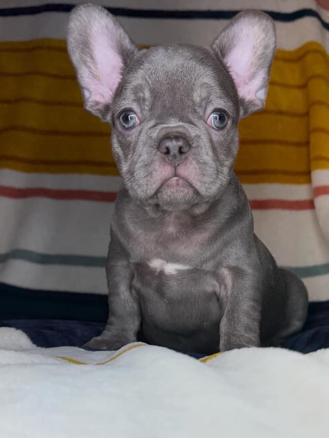 French Bulldog Puppies media 11