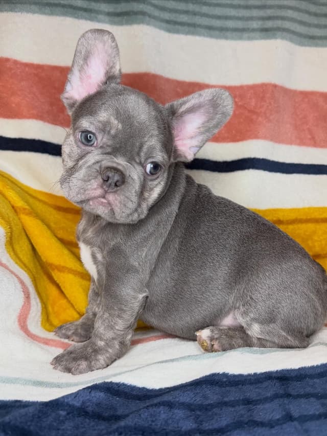 French Bulldog Puppies media 13