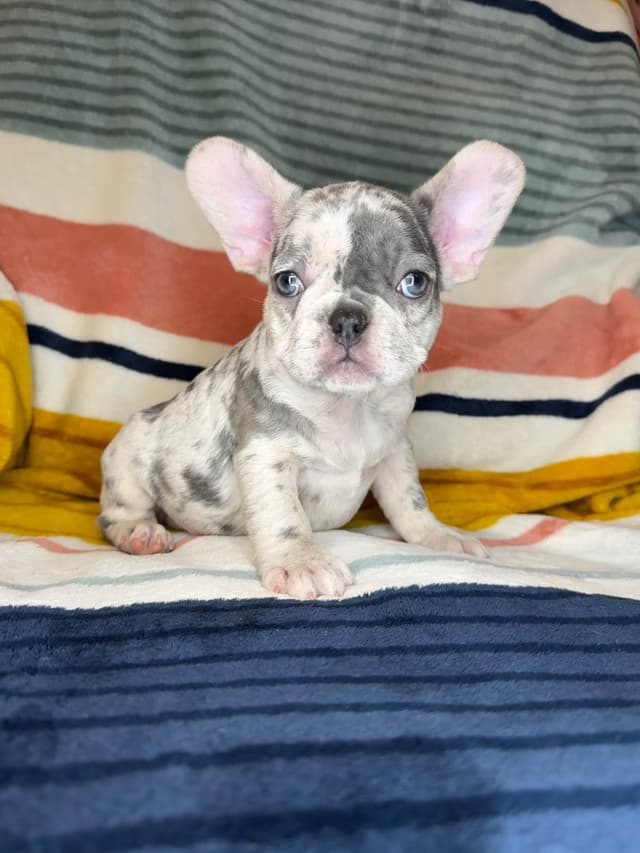 French Bulldog Puppies media 15