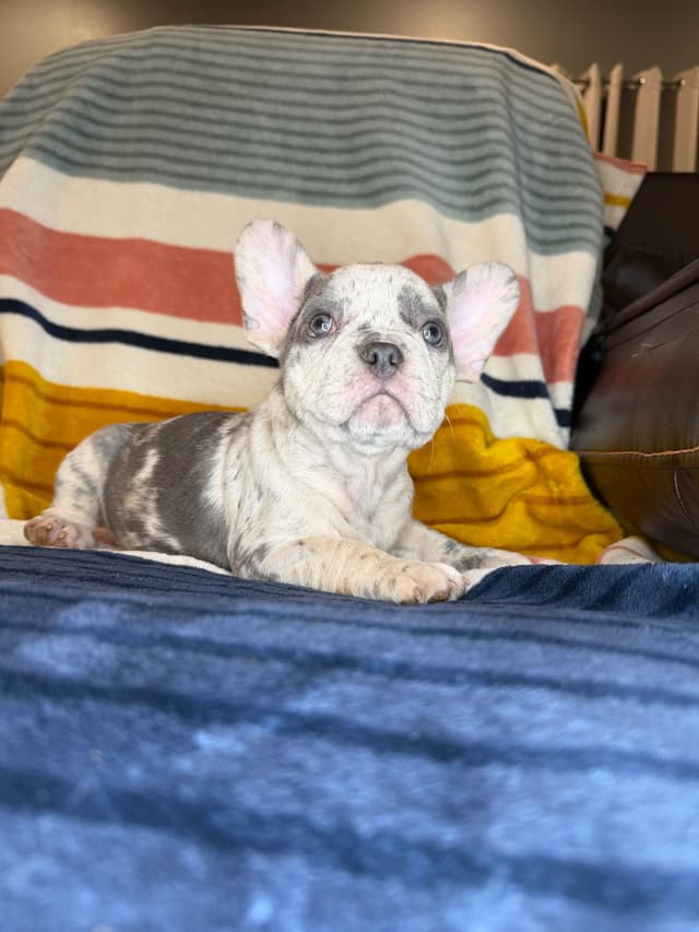 French Bulldog Puppies media 14