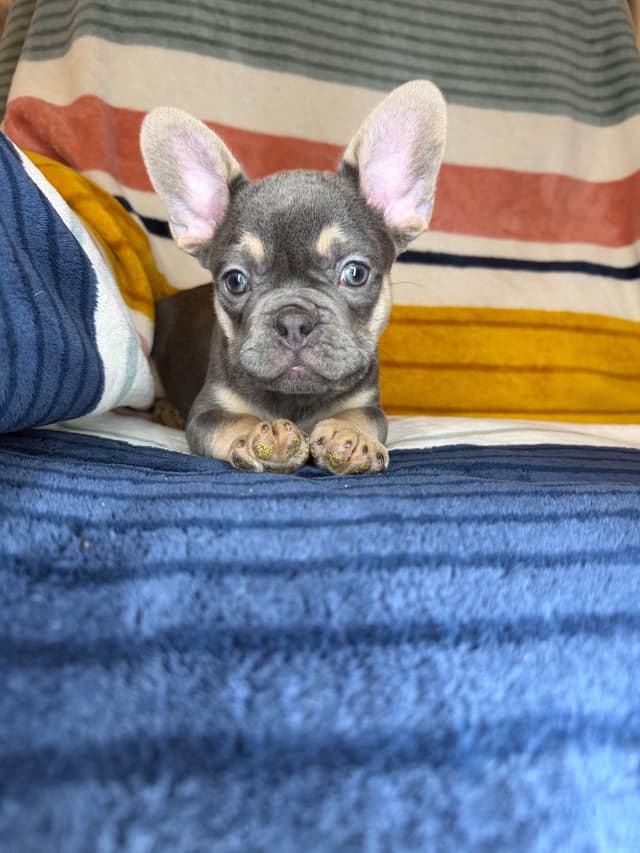 French Bulldog Puppies media 17