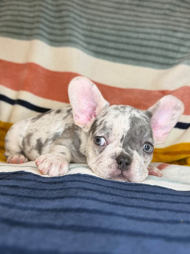 French Bulldog Puppies media 18