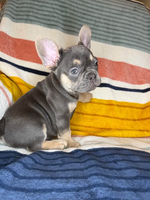 French Bulldog Puppies media 19